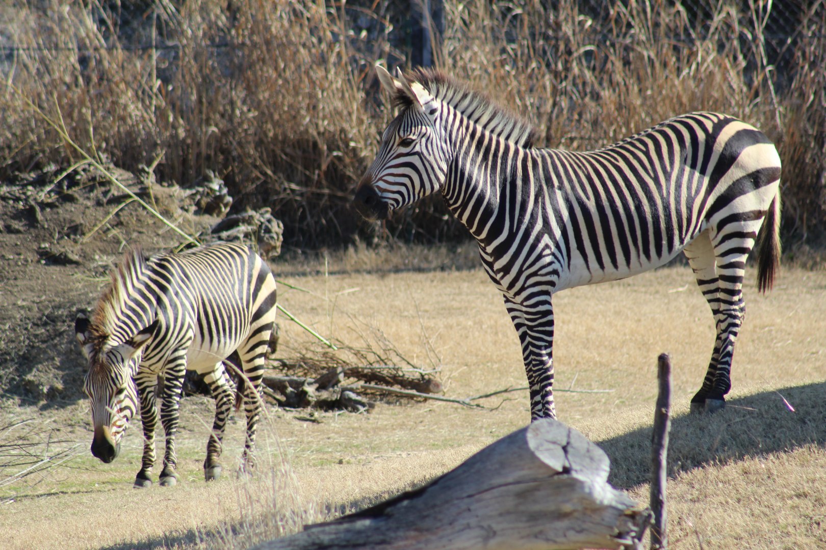 Hartmann's Mountain Zebras