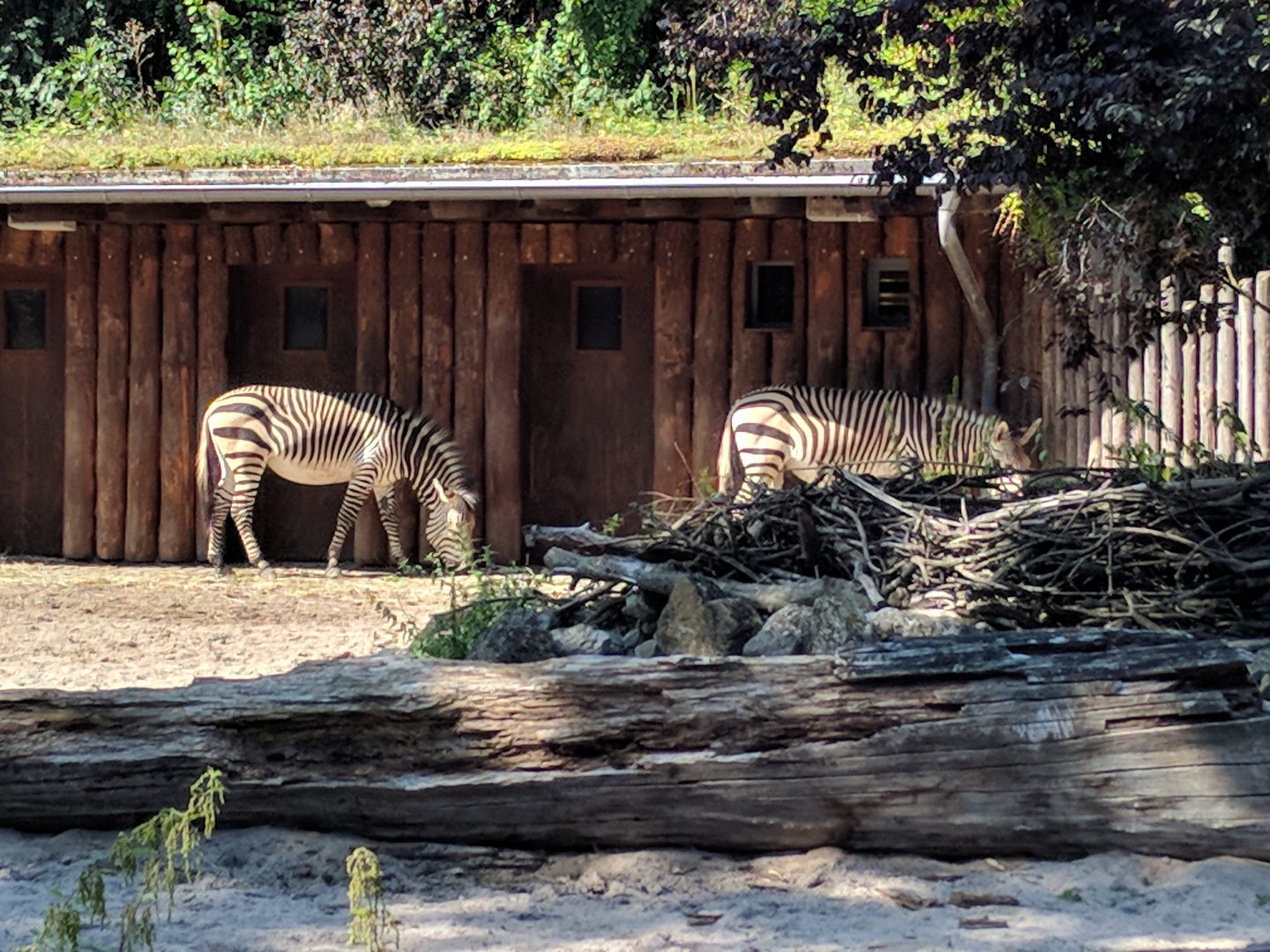 Hartmanns Mountain Zebras