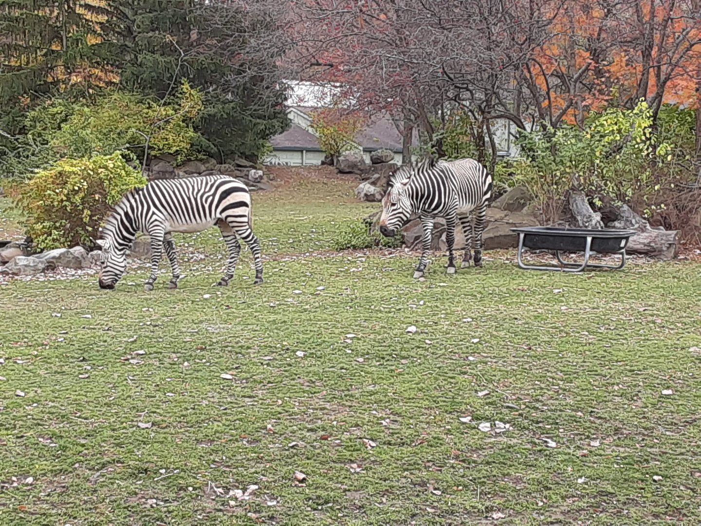 Hartmann's Mountain Zebras