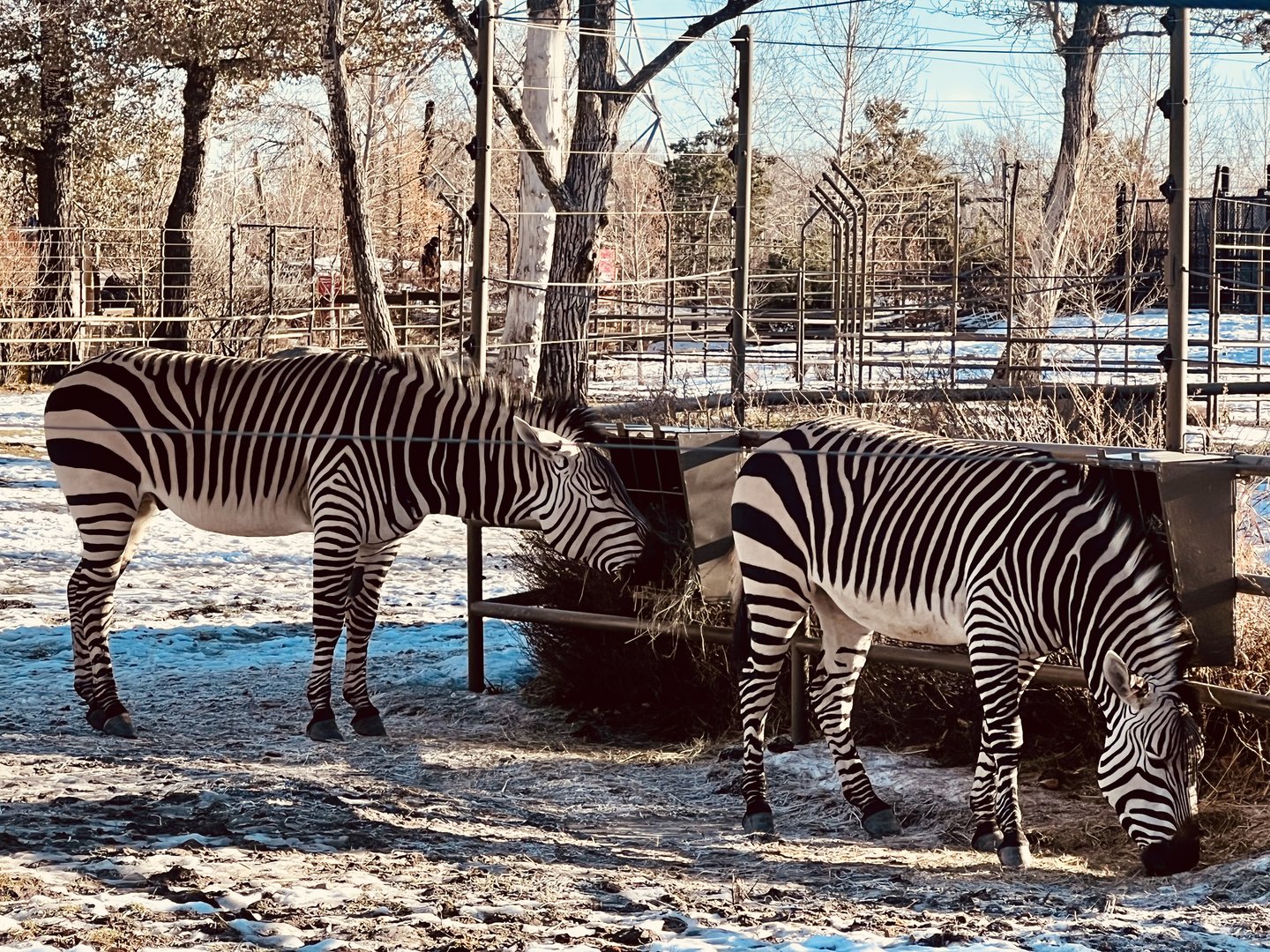 Hartmann’s Mountain Zebras
