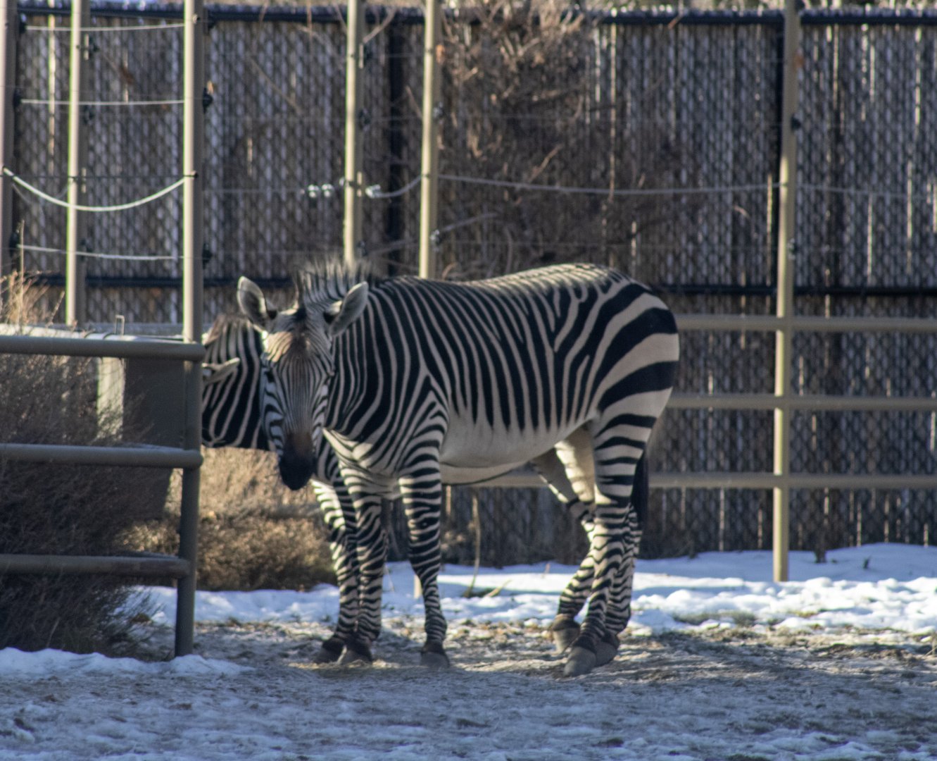 Hartmann's Mountain Zebras
