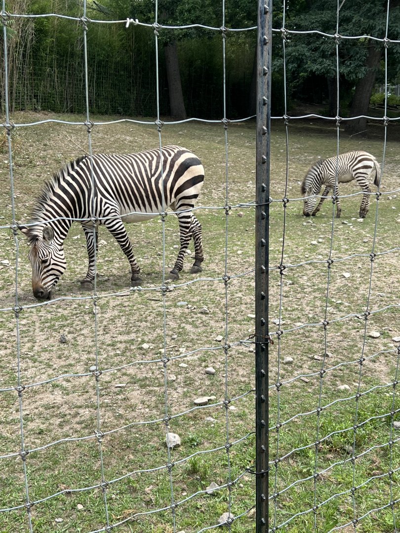 Hartmann’s Mountain Zebras