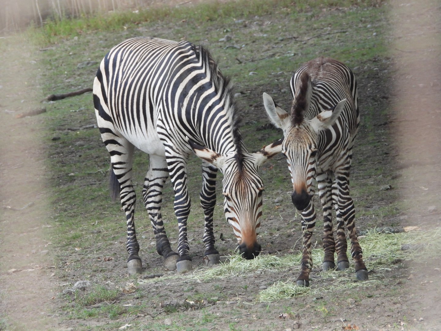 Hartmann's mountain zebras