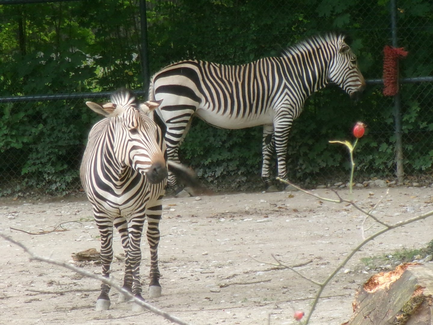 Hartmann's mountian zebras