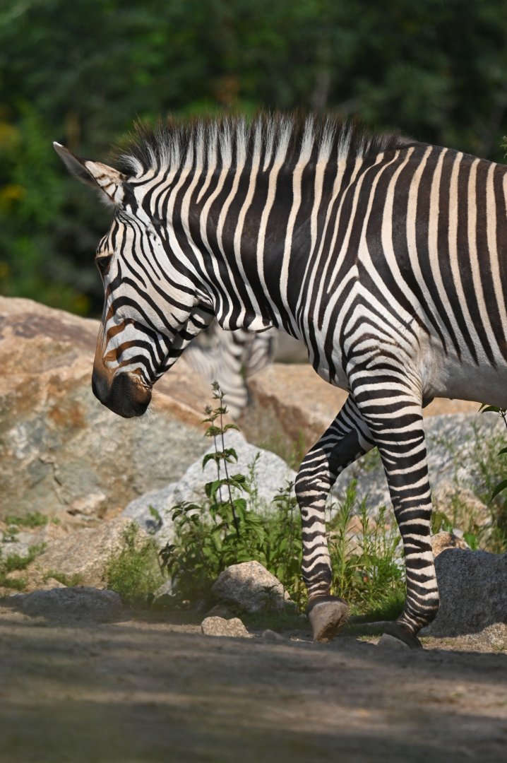Hartmann's zebra (Equus zebra hartmannae)