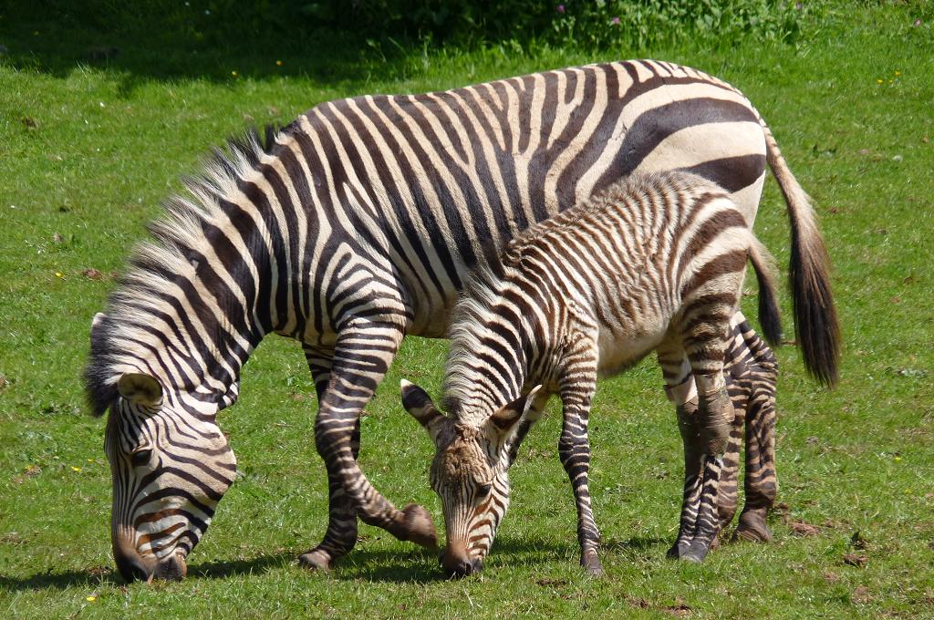 Hartmann's Zebra foal 13 May 2012