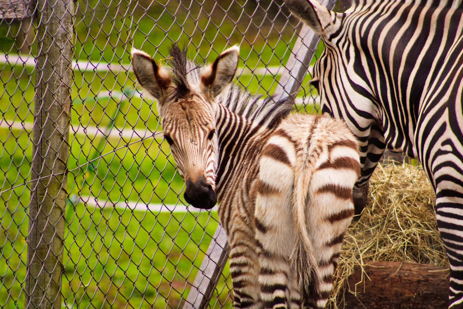 Hartmann's Zebra Foal