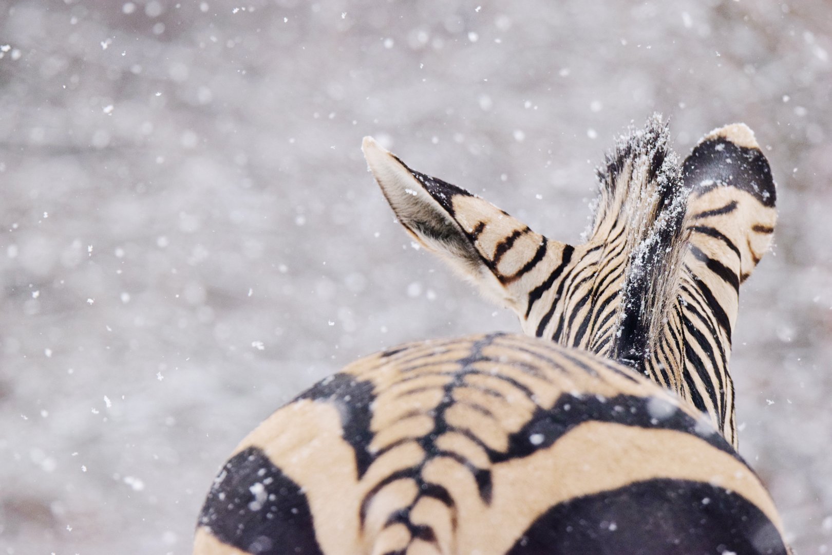 Hartmann's zebra in a snowstorm