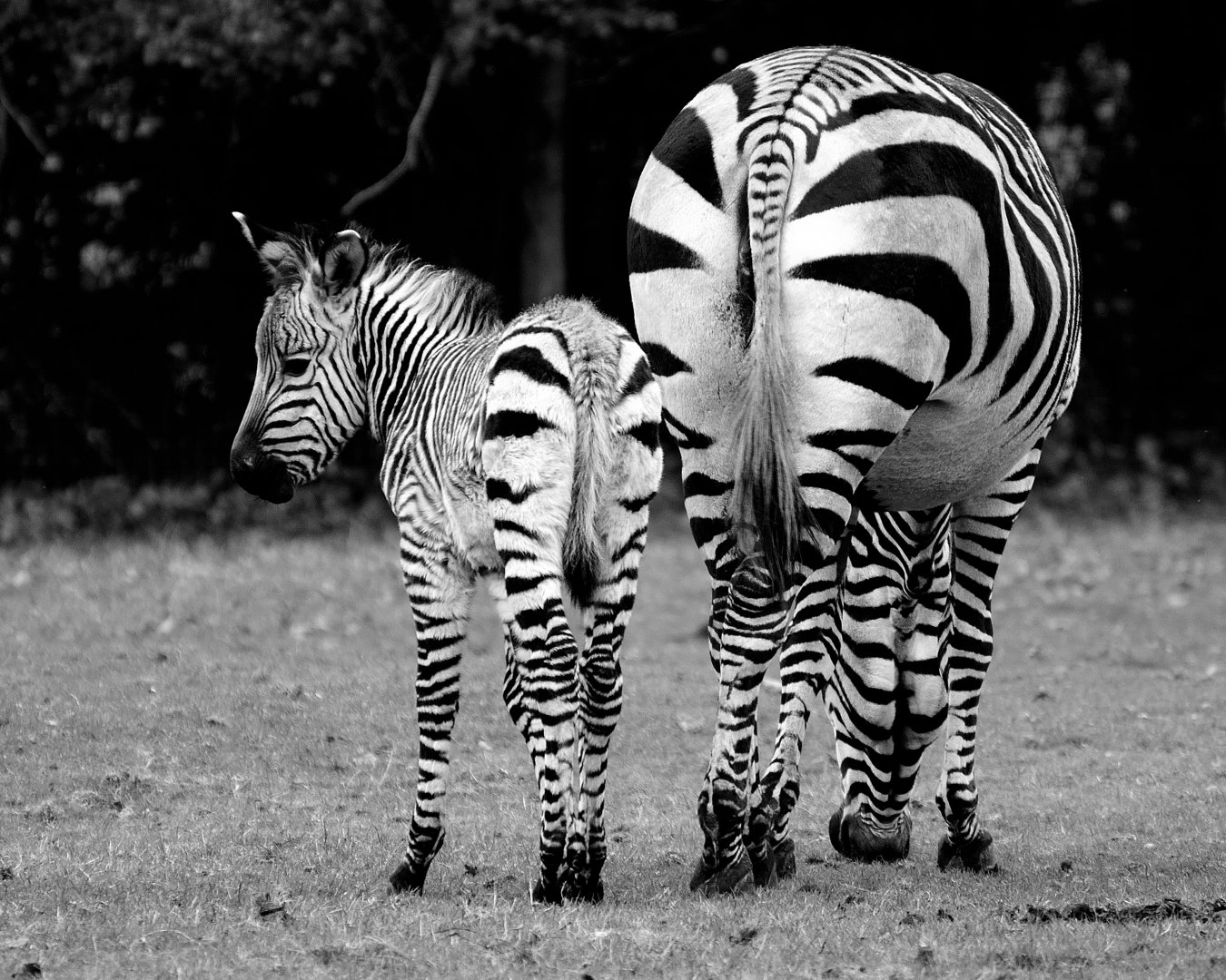 Hartmann's Zebra - Marwell Wildlife 03/11/2018