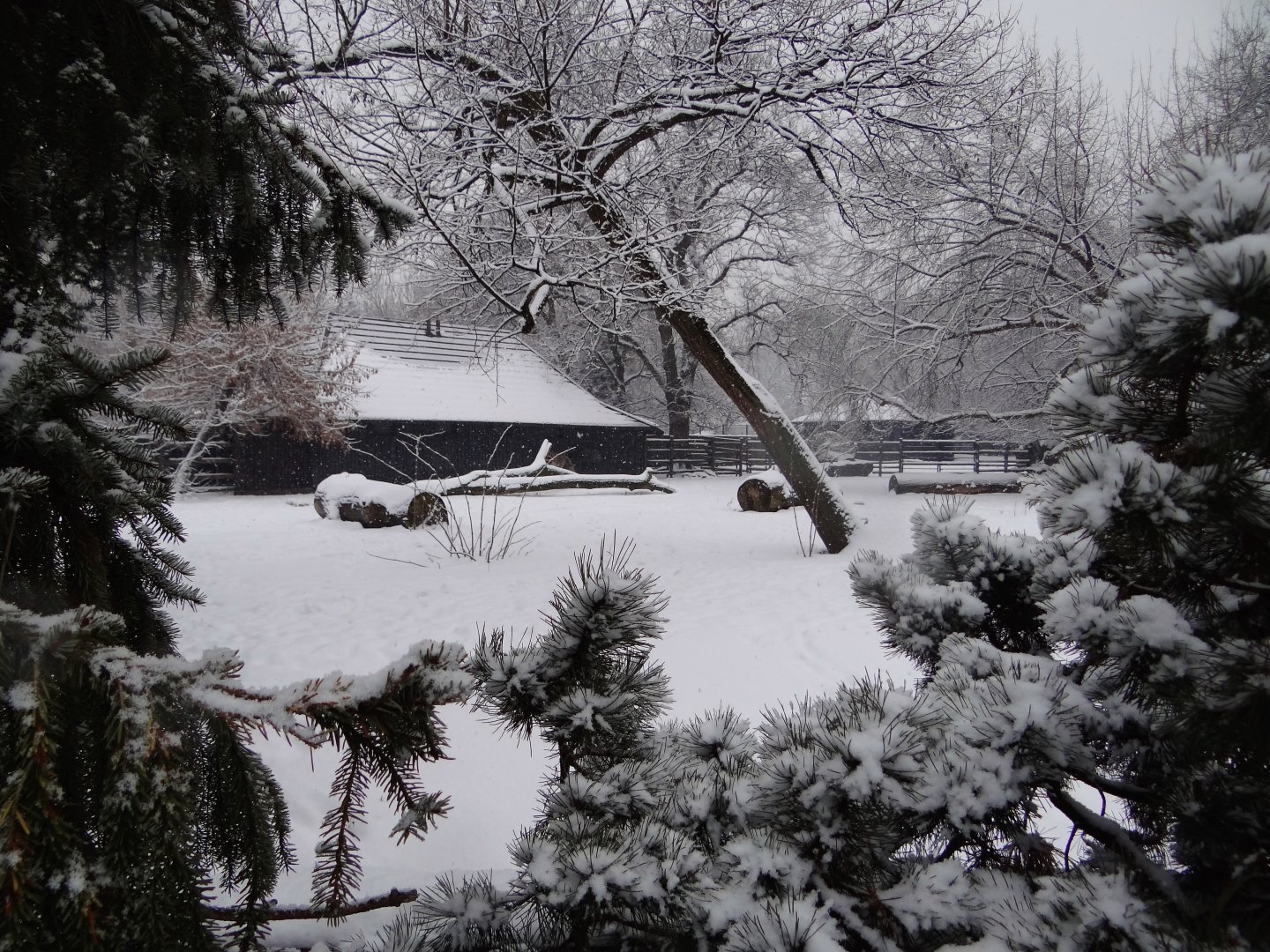 Hartmann's zebra paddock