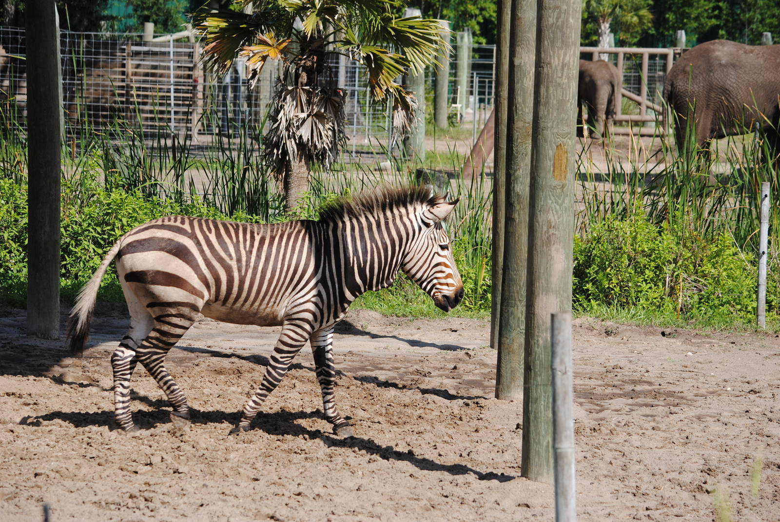 Hartmann's Zebra