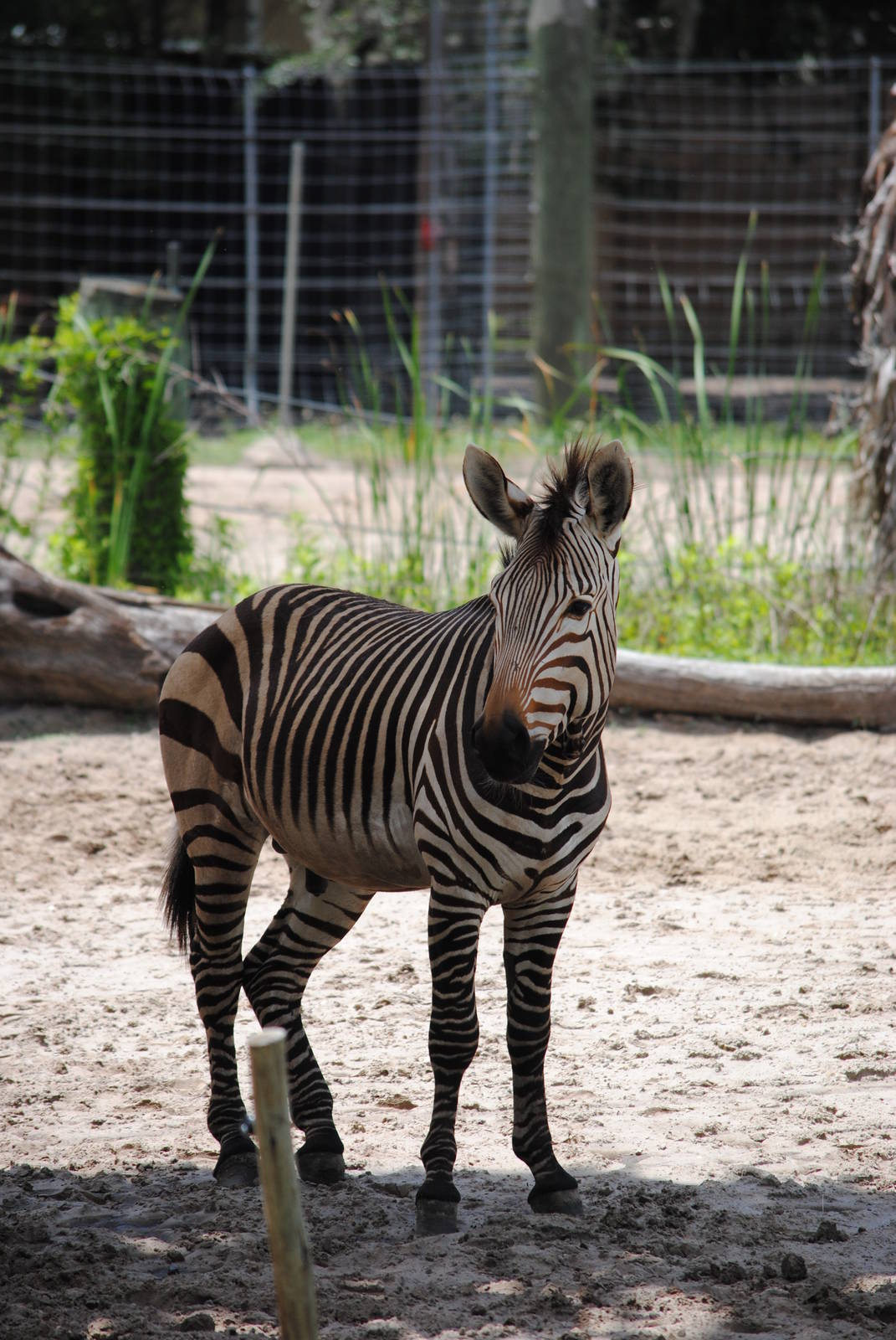 Hartmann's Zebra