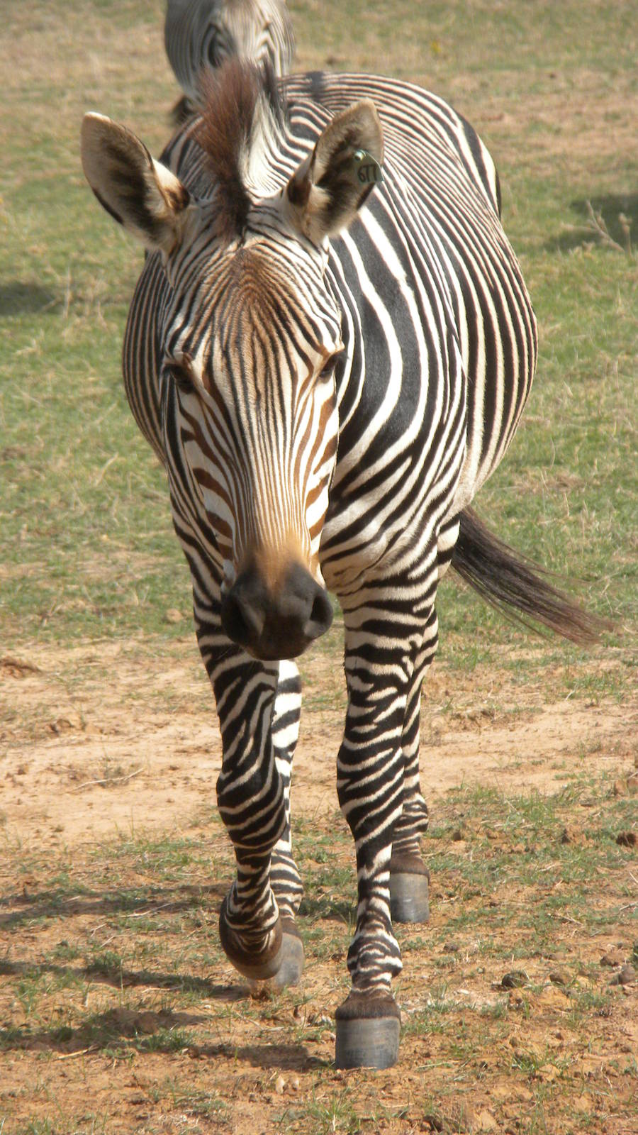 Hartmann's Zebra