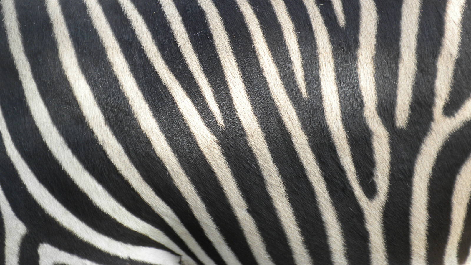 Hartmann's Zebra