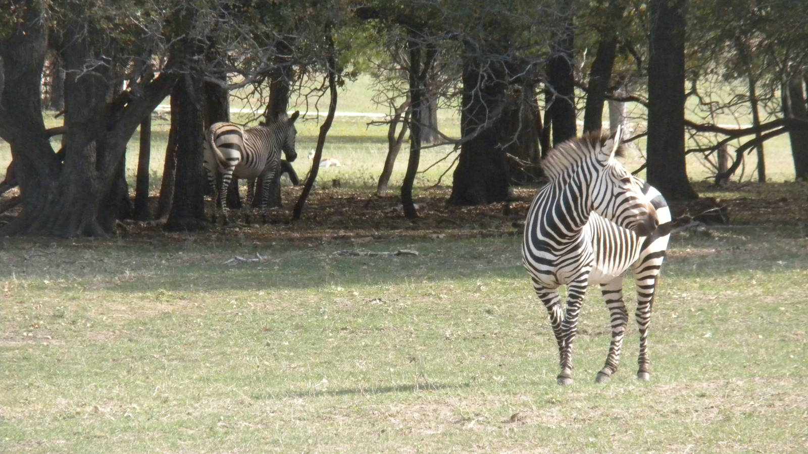 Hartmann's Zebra