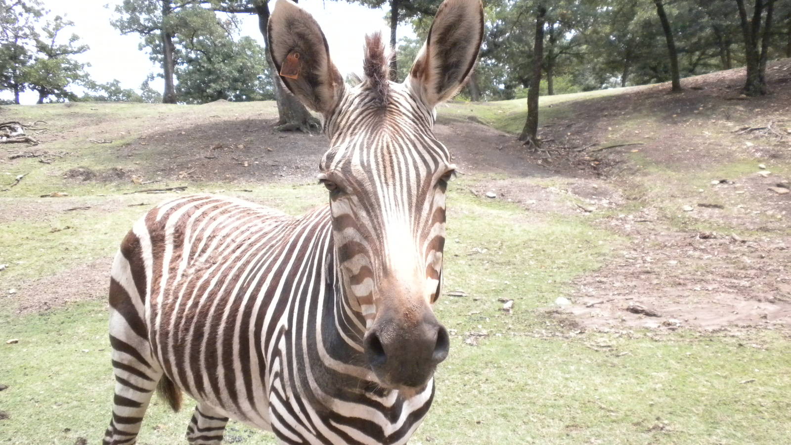 Hartmann's Zebra