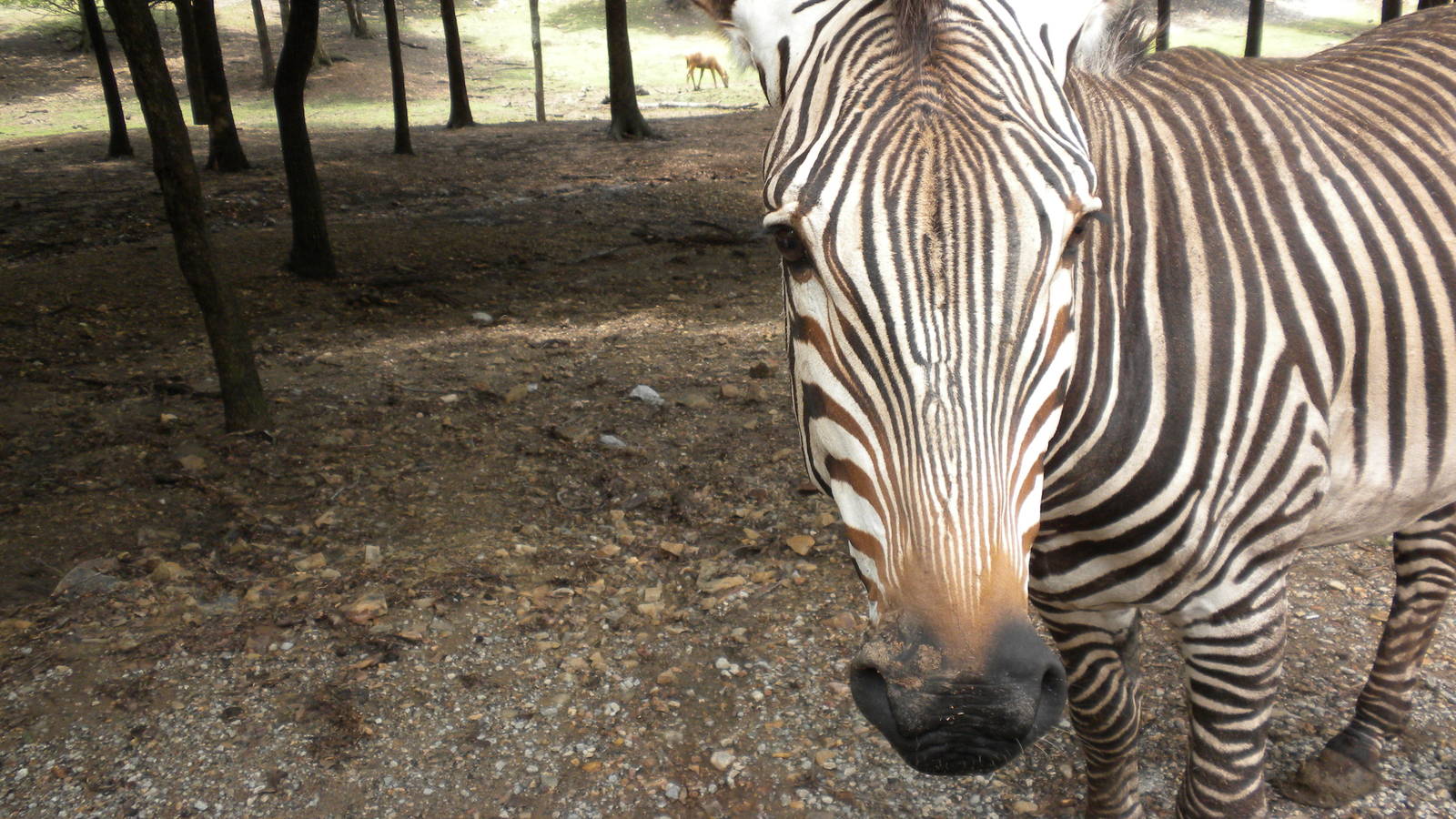 Hartmann's Zebra