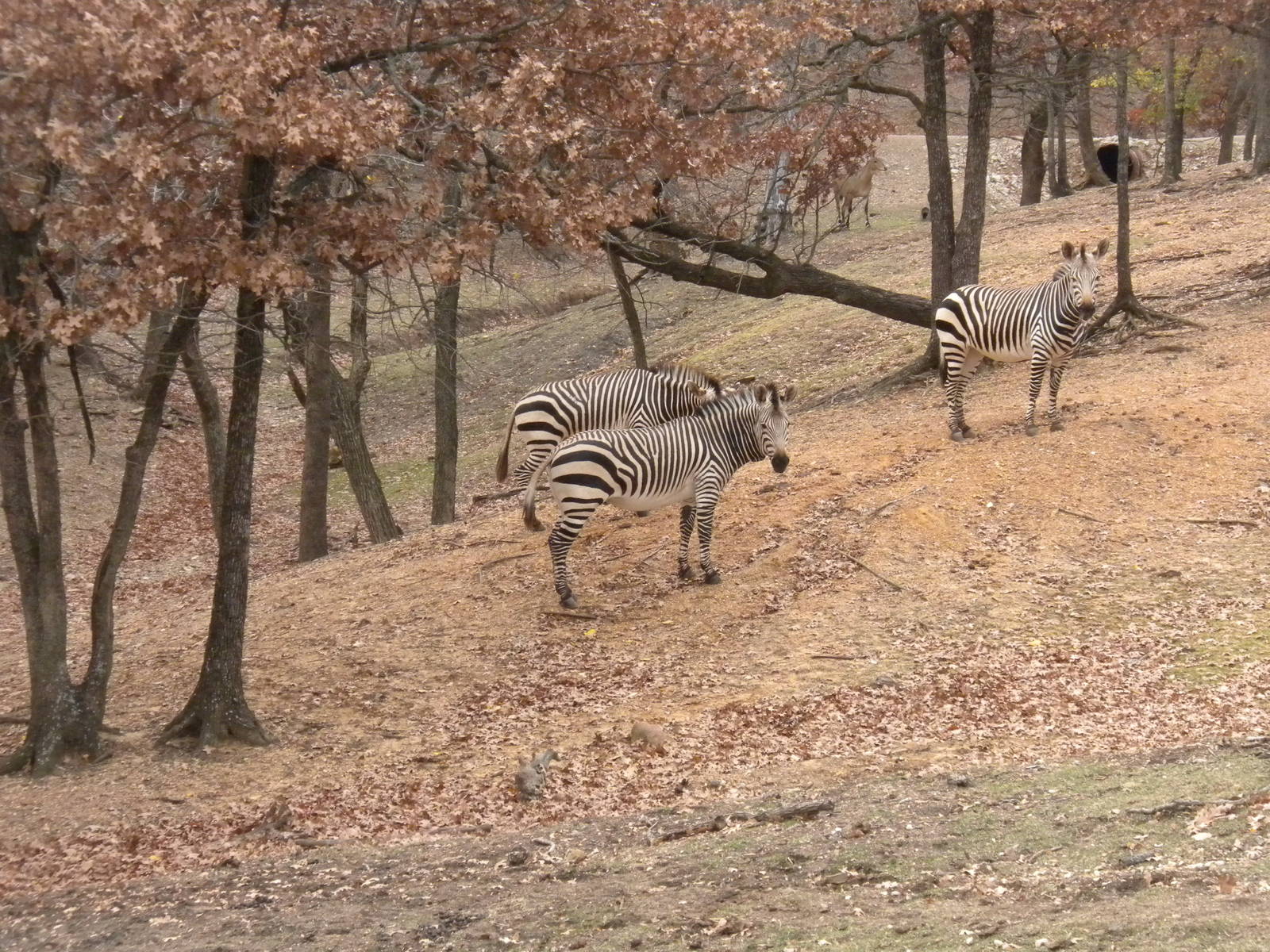 Hartmann's Zebra