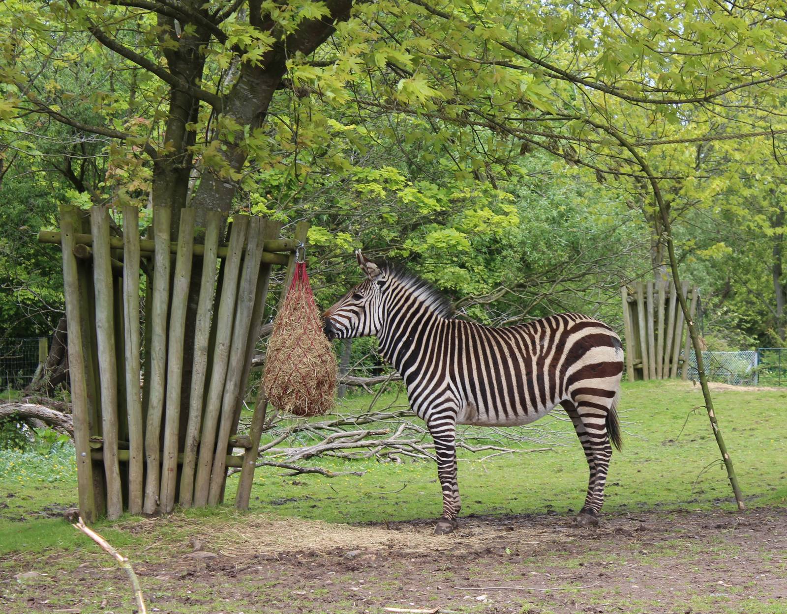 Hartmans Mountain Zebra - 31 May 2015