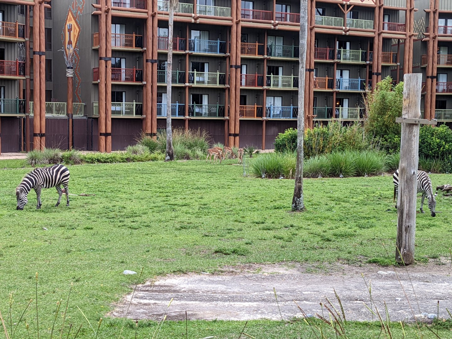 Hartman's mountain zebra, impala - Arusha savanna