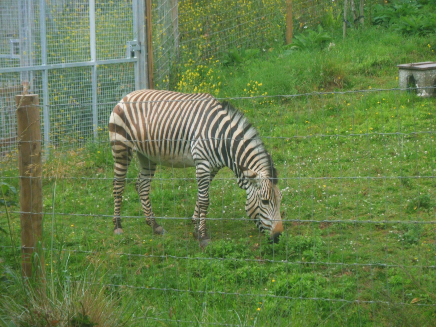Hartman's Mountain Zebra