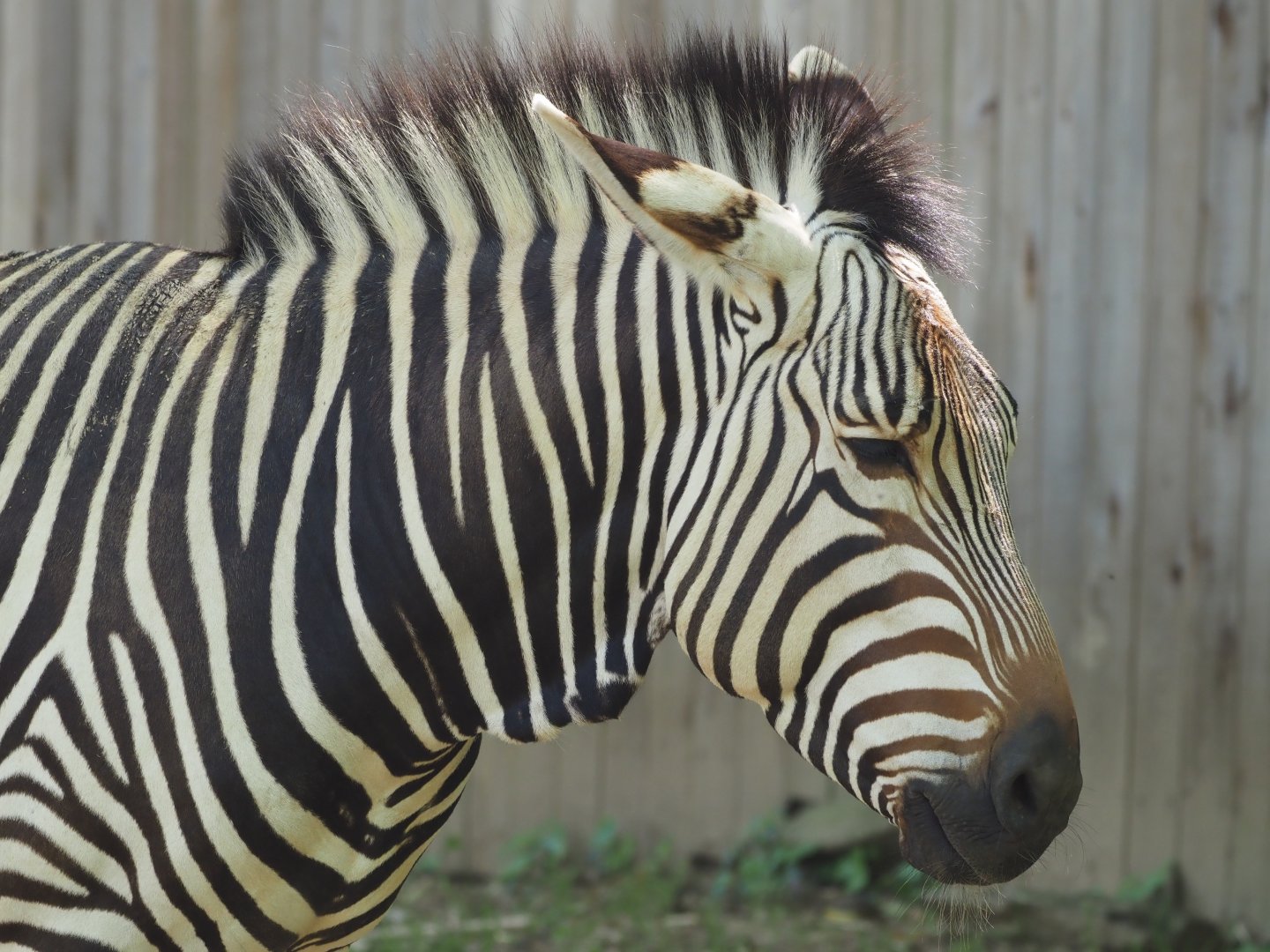 Hartman's Mountain Zebra