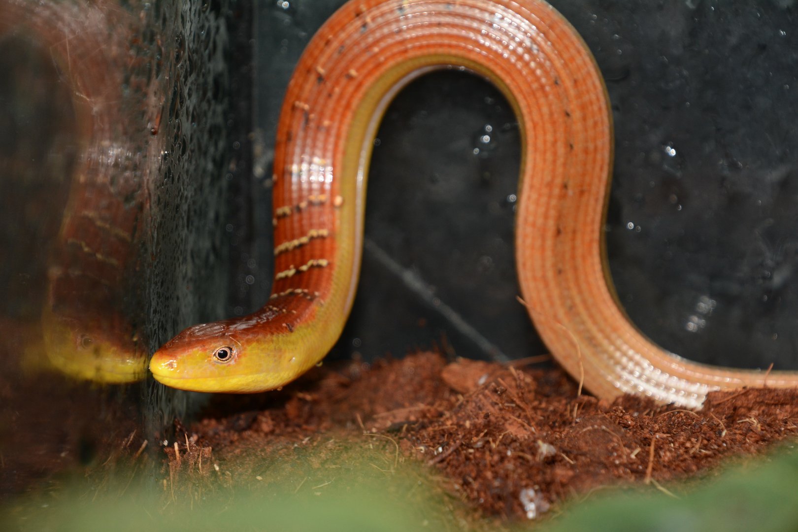 Hart's glass lizard (Dopasia harti)