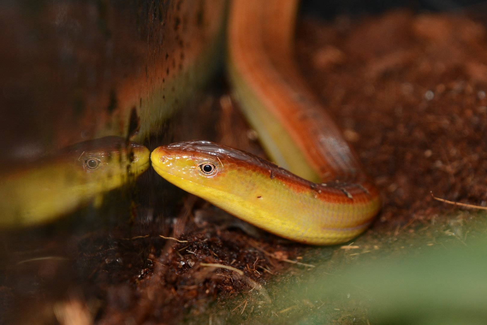 Hart's glass lizard (Dopasia harti)