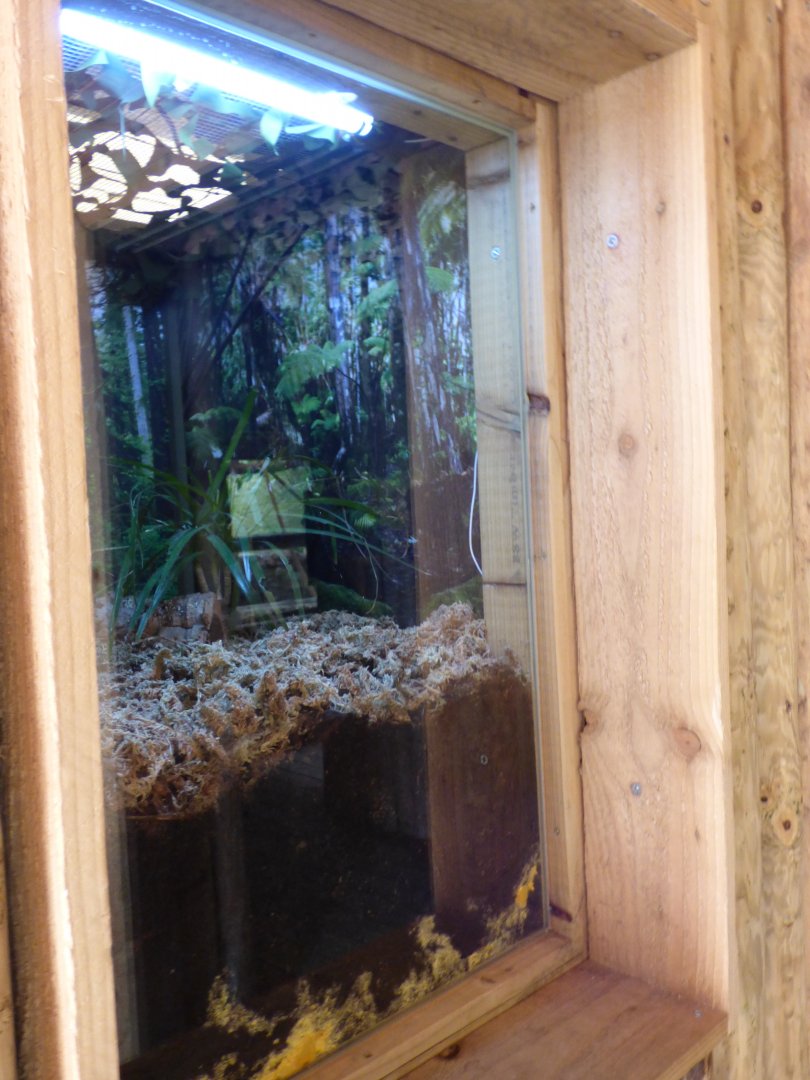 Hart's Glass Lizard Exhibit