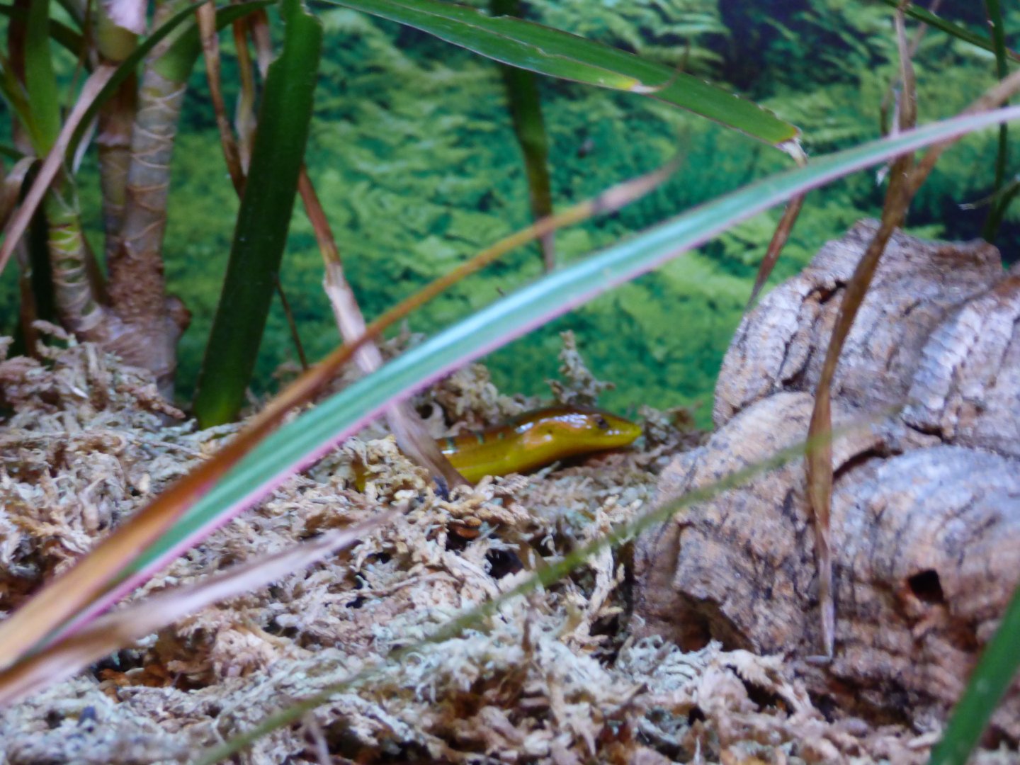 Hart's Glass Lizard