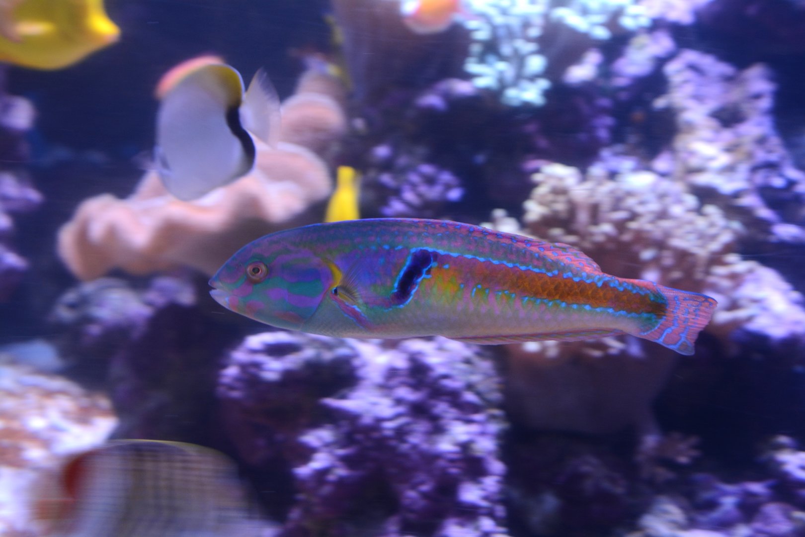 Hartzfeld's wrasse (Halichoeres hartzfeldii)