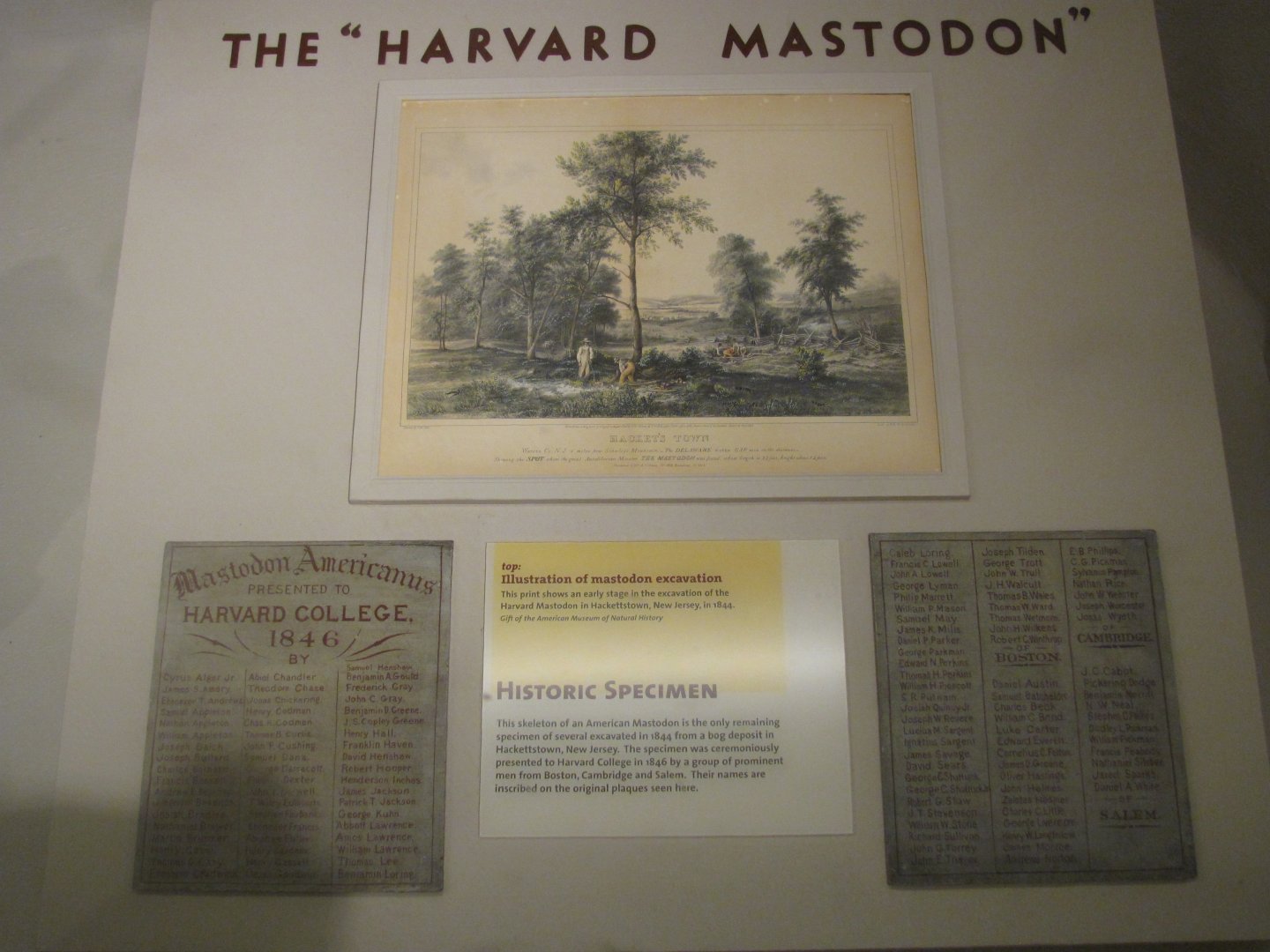 Harvard Mastodon Info Plaque