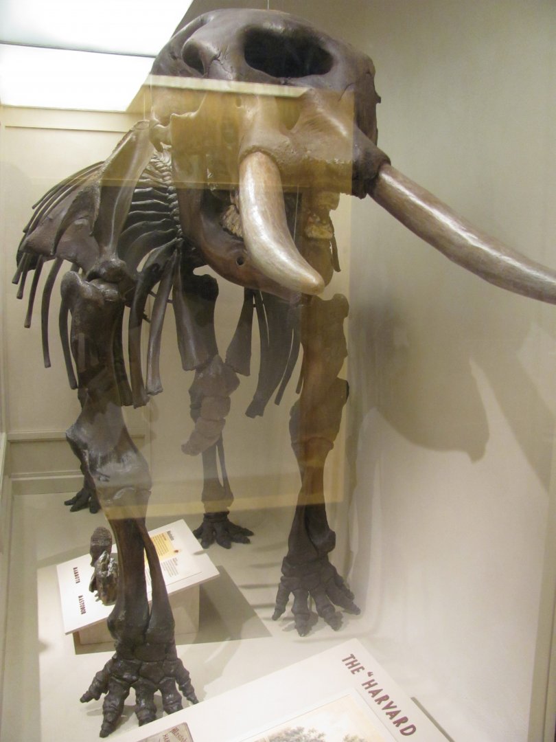 Harvard Mastodon