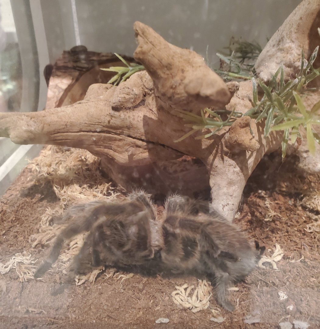 Harvard Museum (2022) - Chilean Rose Tarantula (Alive)