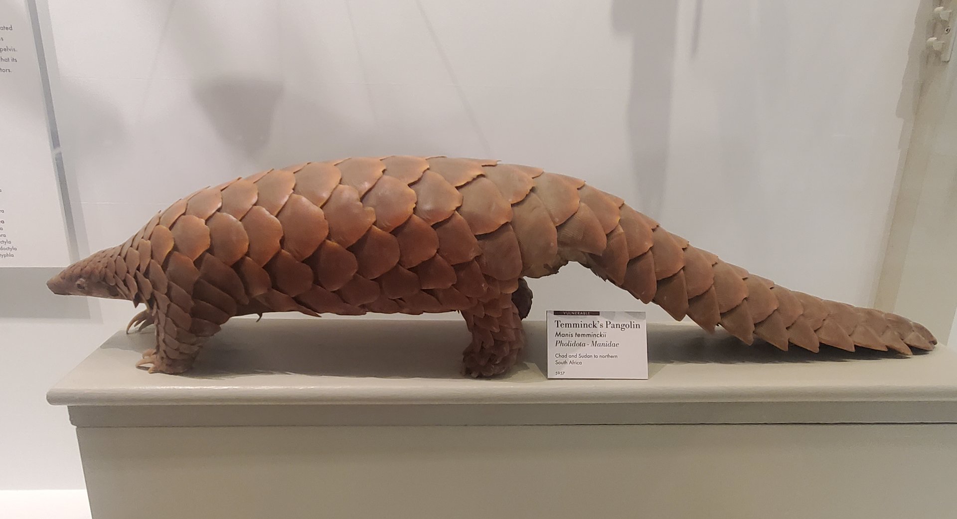 Harvard Museum (2022) - Pangolin taxidermy