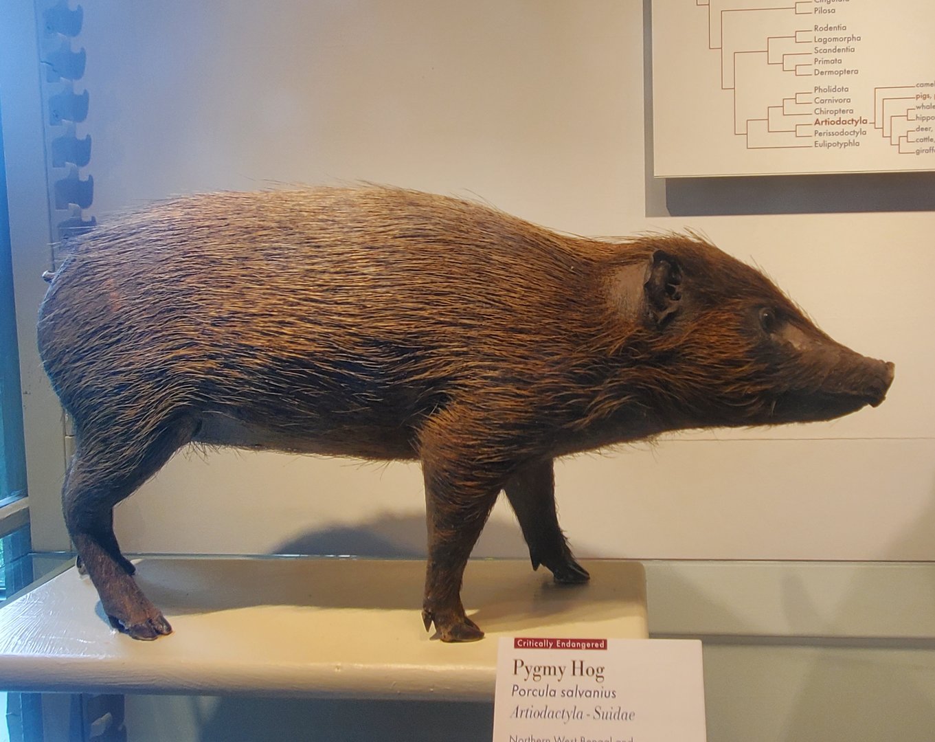 Harvard Museum (2022) - Pygmy Hog taxidermy