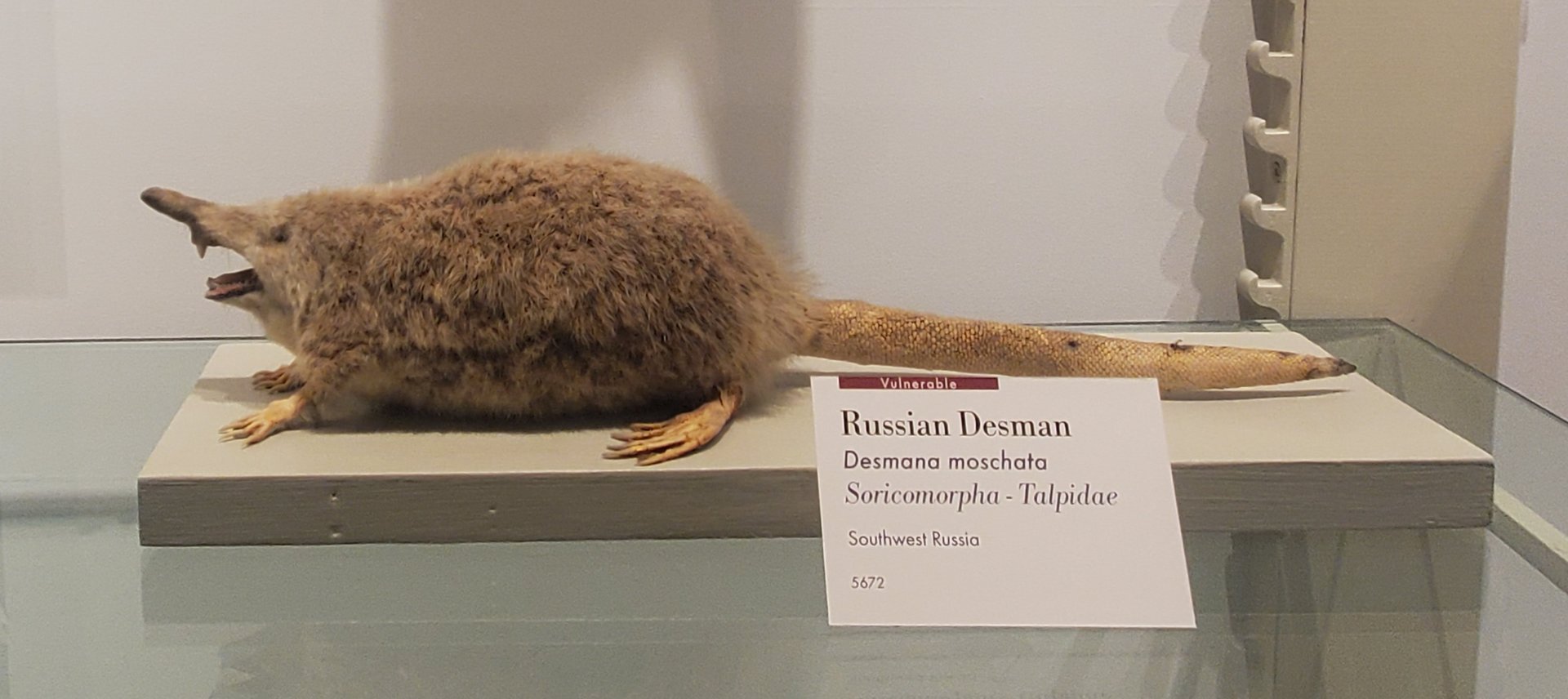 Harvard Museum (2022) - Russian Desman taxidermy