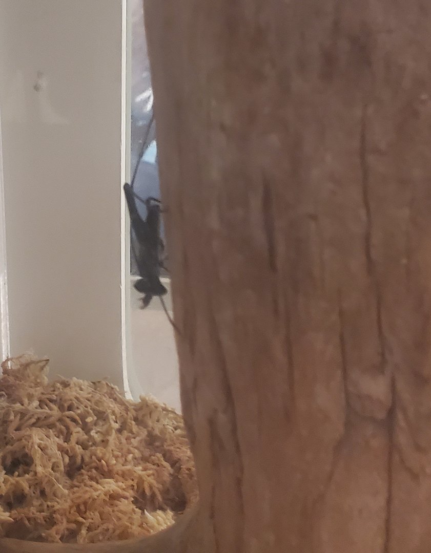 Harvard Museum (2022) - Tailless Whip Scorpion (Alive)