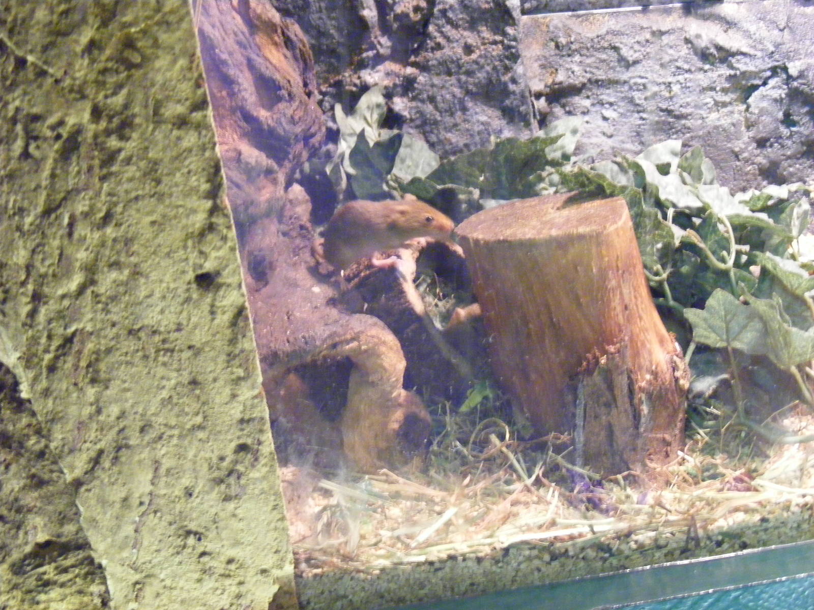 Harvest mice at Birmingham Nature Centre, 30 August 2010