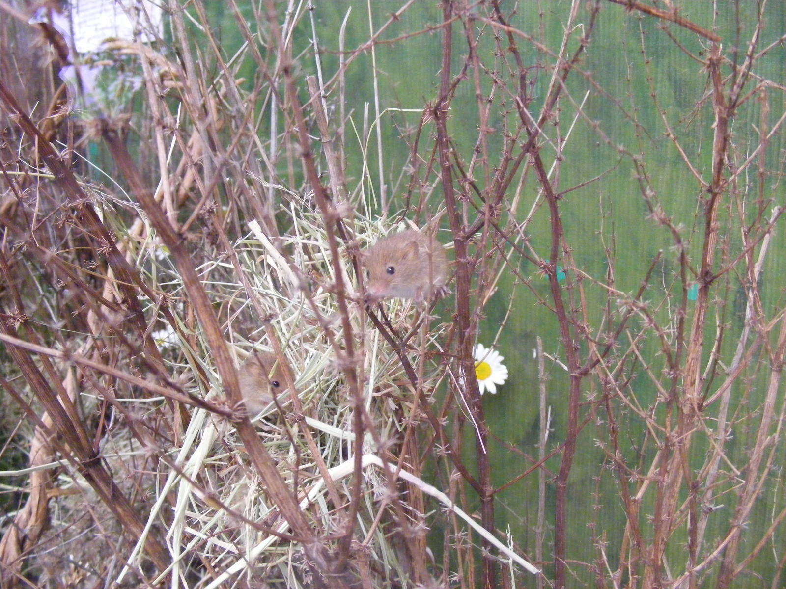 Harvest mice at British Wildlife Centre, 29 May 2010
