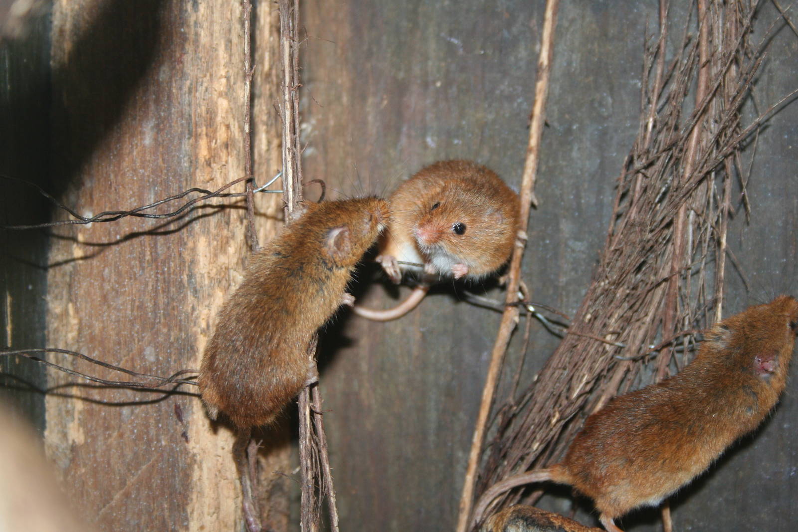 Harvest mice