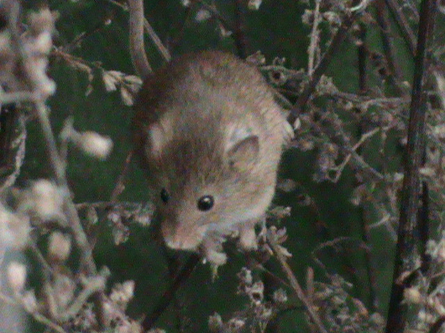 harvest mouse 050311