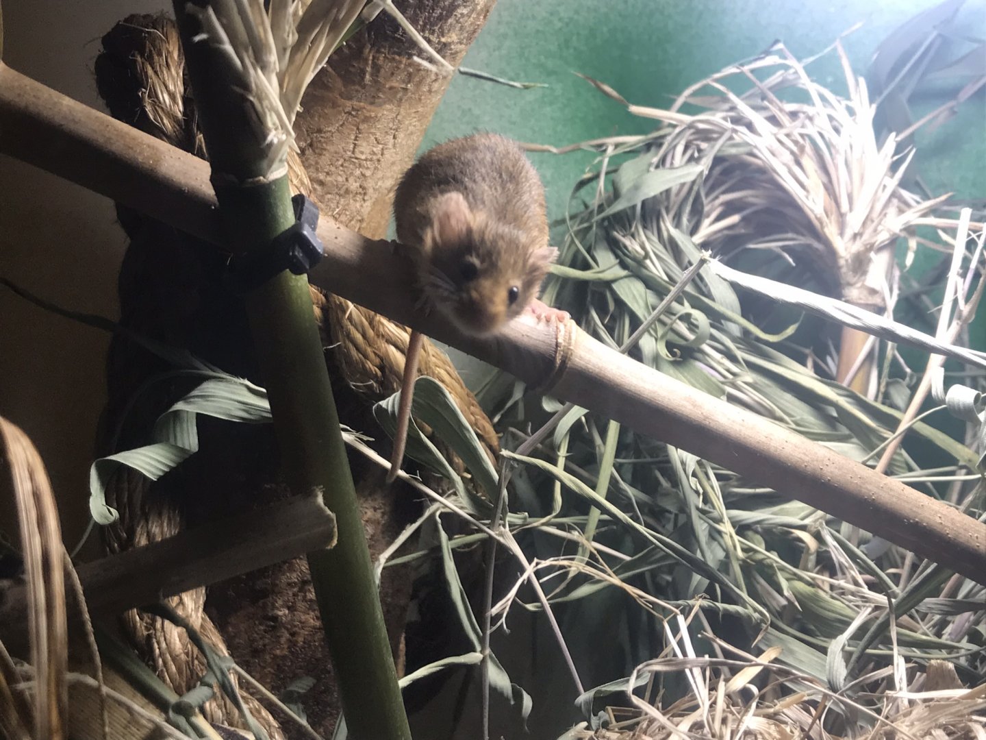 Harvest mouse 070818