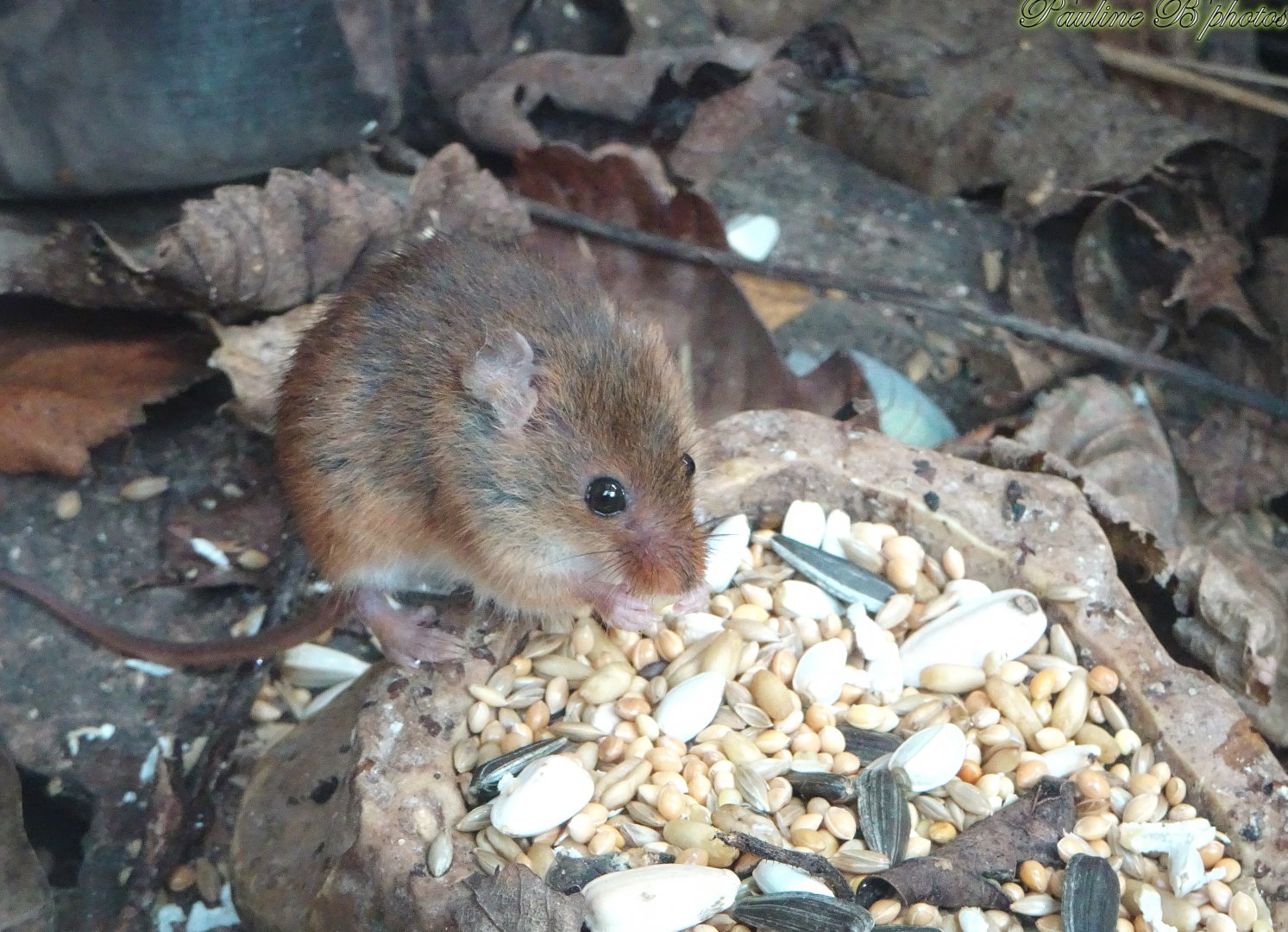 Harvest Mouse 16 November 2025