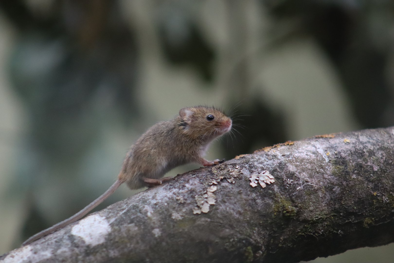 Harvest Mouse - 20 June 2024