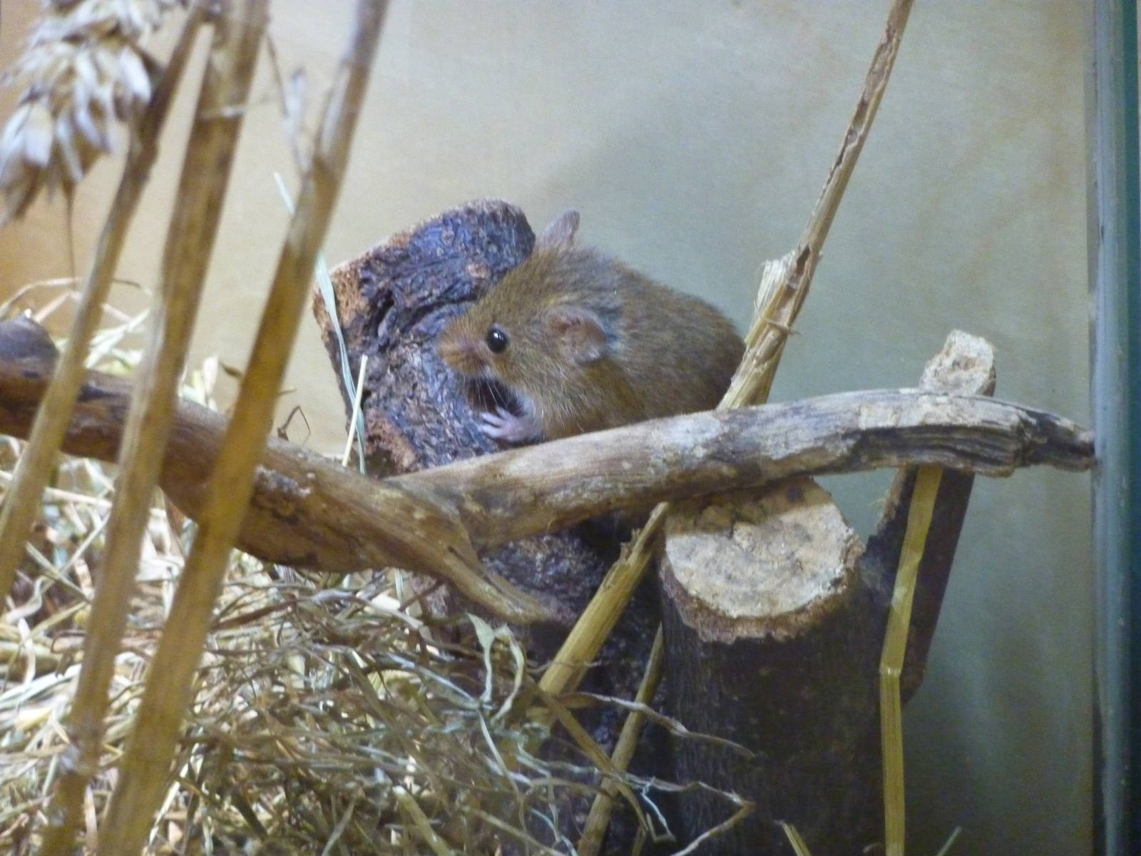 Harvest mouse, 6th November 2012.