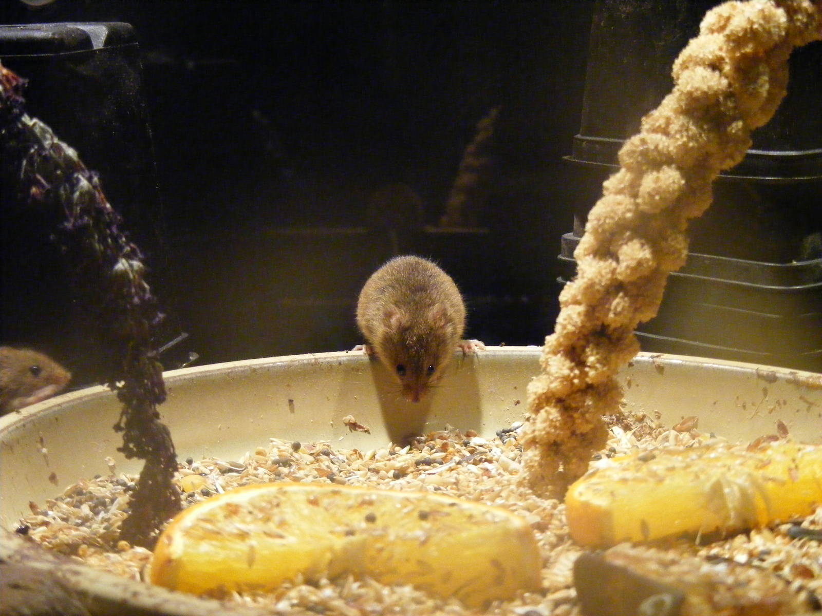 Harvest mouse at New Forest Wildlife Park, 21 August 2010