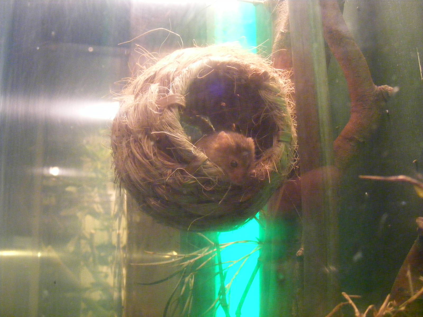 Harvest mouse at Thrigby Hall, 14 September 2010