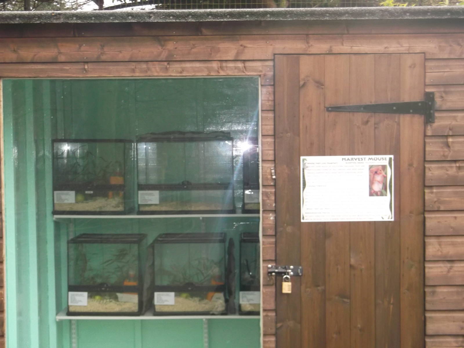 Harvest Mouse Breeding Area