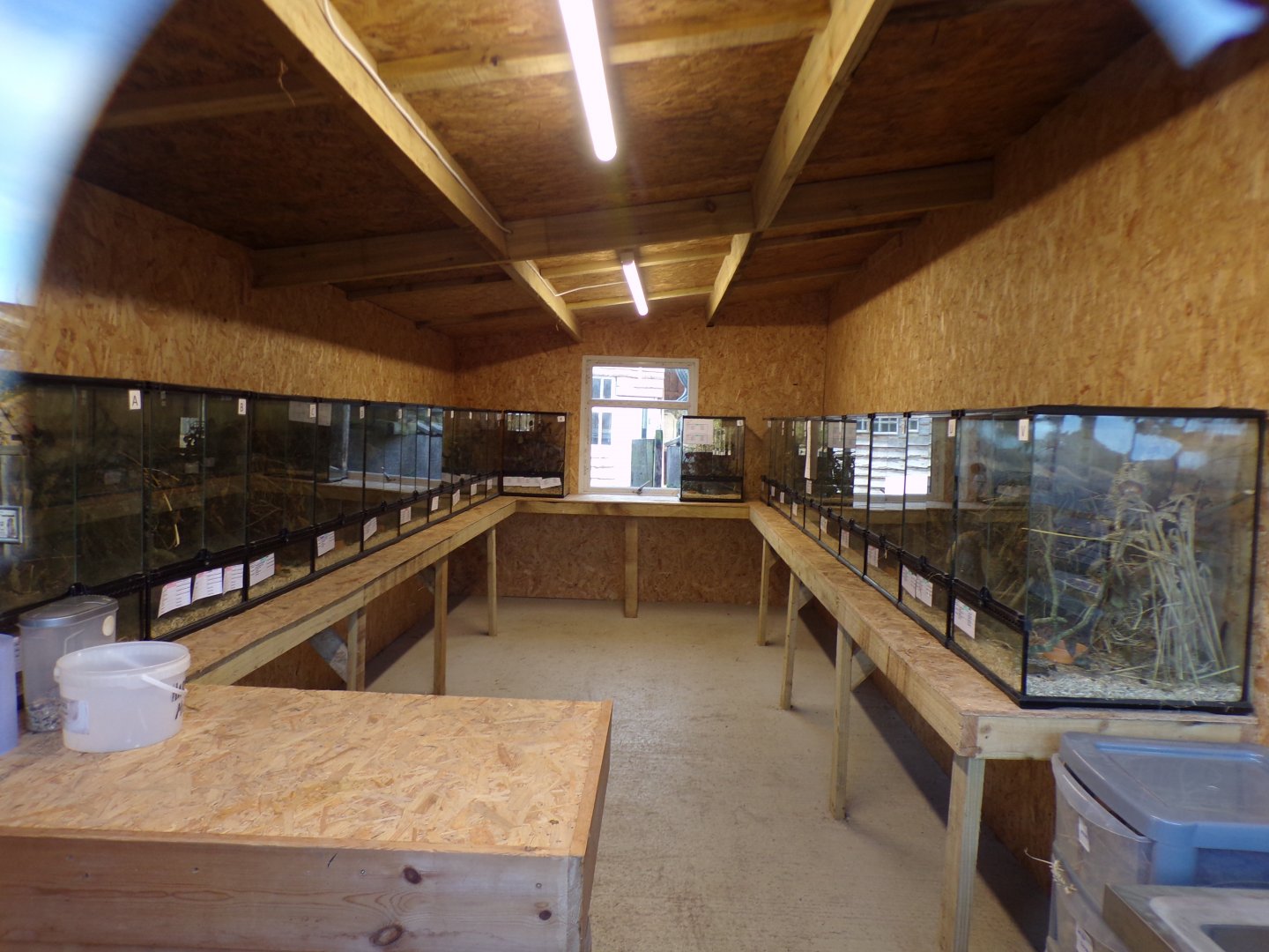 Harvest mouse breeding building 14.10.23